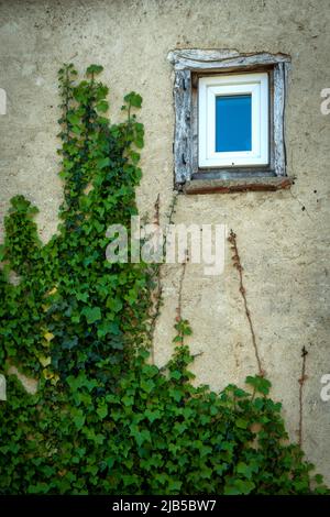 Mur couvert de lierre avec une petite fenêtre dans un bâtiment rustique Banque D'Images