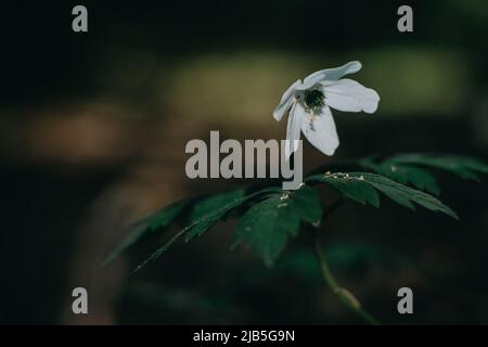 Les fleurs anemonoïdes sont blanches, domestiques. Banque D'Images