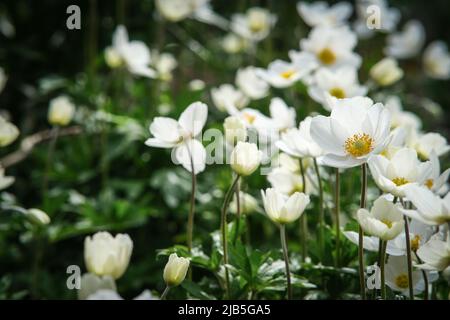 Les fleurs anemonoïdes sont blanches, domestiques. Banque D'Images