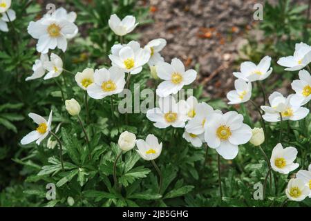 Les fleurs anemonoïdes sont blanches, domestiques. Banque D'Images