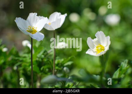 Les fleurs anemonoïdes sont blanches, domestiques. Banque D'Images