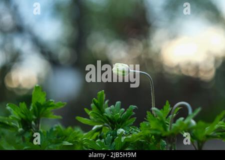 Les fleurs anemonoïdes sont blanches, domestiques. Banque D'Images