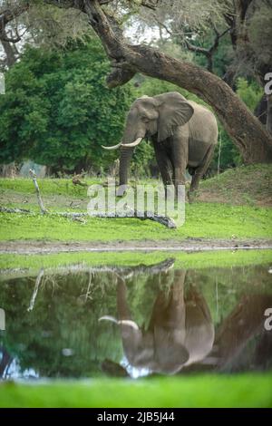 Éléphant mangeant de l'herbe au bord de la piscine dans le parc national de Mana pools, après les pluies Banque D'Images