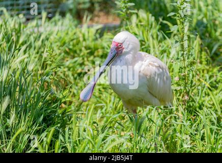 Oiseau de la cuillerée africaine (Platalea alba) Banque D'Images