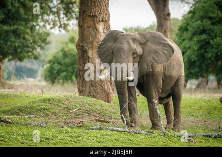 Éléphant mangeant de l'herbe au bord de la piscine dans le parc national de Mana pools, après les pluies Banque D'Images