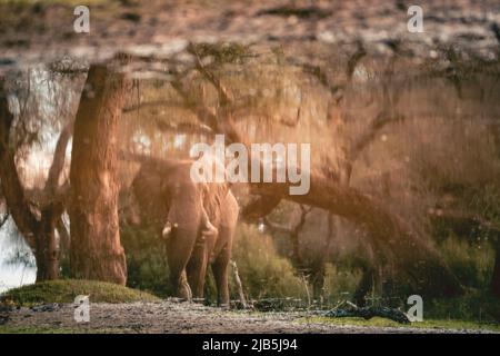 Éléphant mangeant de l'herbe au bord de la piscine dans le parc national de Mana pools, après les pluies Banque D'Images