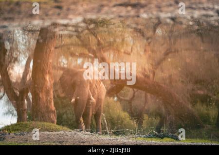 Éléphant mangeant de l'herbe au bord de la piscine dans le parc national de Mana pools, après les pluies Banque D'Images