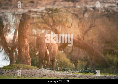 Éléphant mangeant de l'herbe au bord de la piscine dans le parc national de Mana pools, après les pluies Banque D'Images