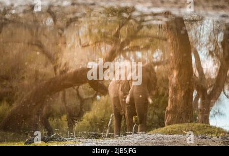 Éléphant mangeant de l'herbe au bord de la piscine dans le parc national de Mana pools, après les pluies Banque D'Images