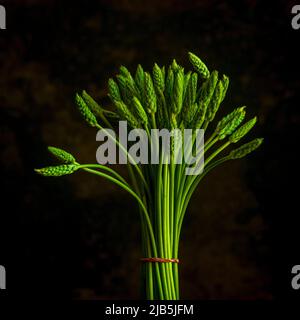 Paquet d'asperges fraîches avec une couleur verte vibrante sur un fond sombre Banque D'Images