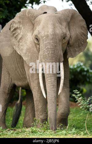 Éléphant mangeant de l'herbe dans le parc national de Mana pools, après les pluies Banque D'Images