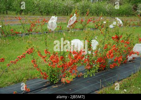 Arbustes à coings fleuris dans un jardin agricole en mai. La scène de l'industrie horticole au printemps. Belle couleur orange lumineuse fleurs vue o Banque D'Images