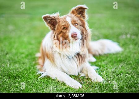 Photo de chien collie à bordure blanche et marron chocolat Banque D'Images