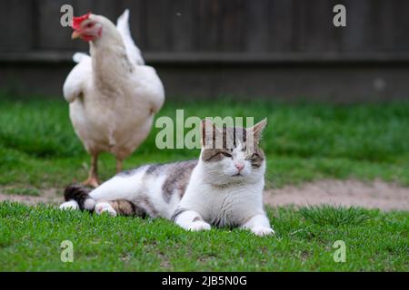 Un chat tacheté se trouve sur l'herbe verte, et à côté de lui se trouve un poulet blanc. Banque D'Images