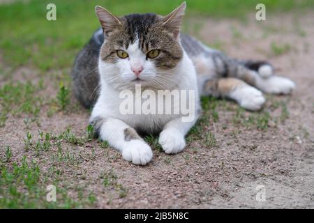 Le chat à pois repose sur l'herbe verte et les gravats. Banque D'Images