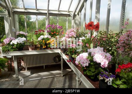 Regal Pelargonium (Pelargonium domesticum) croissant en serre. Cumbria, Royaume-Uni Banque D'Images