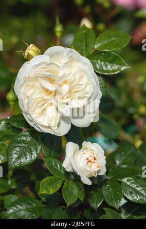 Gros plan d'une fleur de rosette blanche et d'un bourgeon de l'arbuste Macmillan Nurse fleurit dans un jardin au Royaume-Uni Banque D'Images