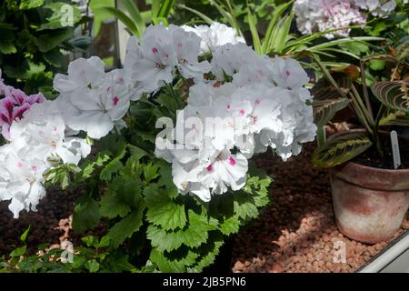 Regal Pelargonium (Pelargonium domesticum) croissant en serre. Cumbria, Royaume-Uni Banque D'Images