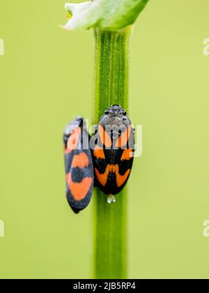 Grenouilles rouges et noires se accouplant à la fin du printemps au milieu du pays de Galles Banque D'Images