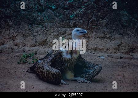 Griffon Vulture (Griffon eurasien) assis sur le terrain dans un parc safari Banque D'Images