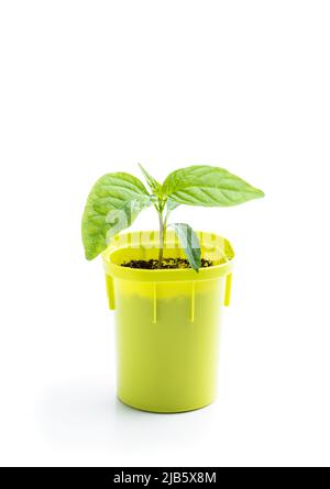 Petite culture de poivre vert de bébé dans un petit pot vert isolé sur blanc Banque D'Images