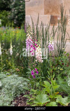 Lupins dans un jardin d'été à la frontière de Sydney Gardens, ville de Bath, Somerset, Angleterre, Royaume-Uni Banque D'Images
