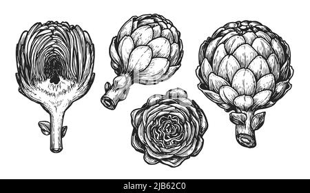 Esquisse d'artichaut. Ensemble de légumes dessiné à la main dans un style de gravure vintage. Illustration vectorielle Illustration de Vecteur