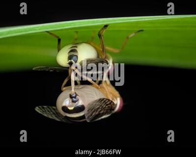 Accouplement de la mouche de signal sous la lame vue de l'arrière Banque D'Images