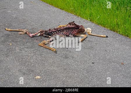 Cerf mort sur la route après un accident de voiture de cerf Banque D'Images