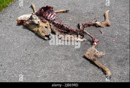 Cerf mort sur la route après un accident de voiture de cerf Banque D'Images