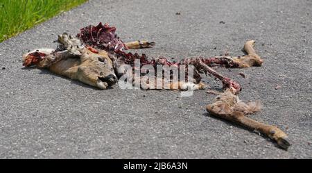 Cerf mort sur la route après un accident de voiture de cerf Banque D'Images