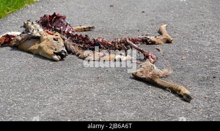 Cerf mort sur la route après un accident de voiture de cerf Banque D'Images