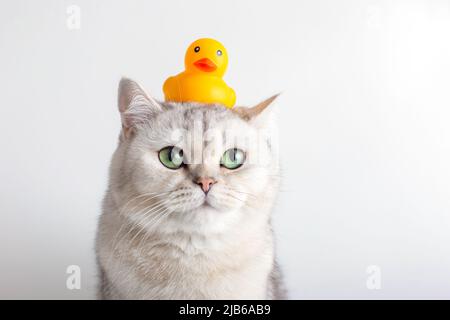 Mignon chat blanc avec un canard en caoutchouc jaune sur sa tête, sur un fond blanc. Banque D'Images