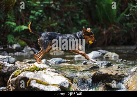 jeune chien noir jouant à fetch avec son ballon de tennis jaune dans la rivière, sautant de la pierre à la pierre et barbotant autour. espace pour la copie. Banque D'Images