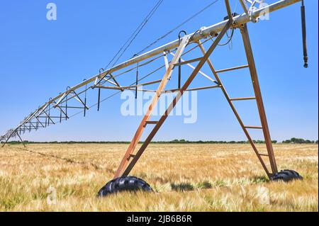 détail d'un système d'irrigation à pivot circulaire dans un champ de céréales avant la tonte Banque D'Images