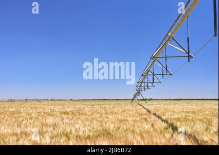 détail d'un système d'irrigation à pivot circulaire dans un champ de céréales avant la tonte Banque D'Images