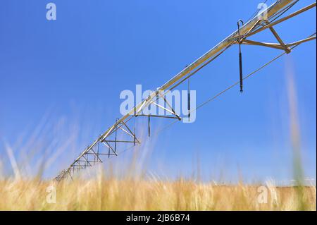 détail d'un système d'irrigation à pivot circulaire dans un champ de céréales avant la tonte Banque D'Images