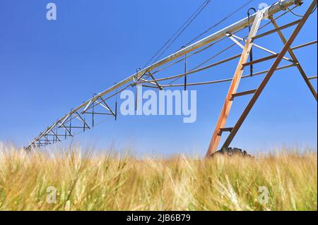 détail d'un système d'irrigation à pivot circulaire dans un champ de céréales avant la tonte Banque D'Images