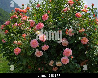 Fleurs roses dans un jardin Banque D'Images