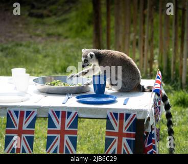 Lémurien à queue annulaire dégustant de la nourriture à table décorée de drapeaux de l'Union Jack pour célébrer le jubilé de platine Banque D'Images