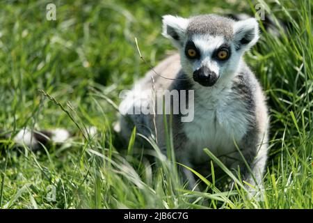 Lémurien à queue annulaire assis dans de longues herbes au parc animalier Banque D'Images