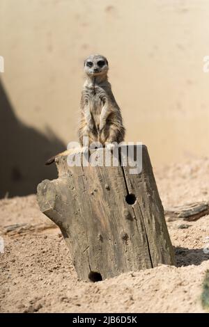 Suricat assis debout sur un poteau en bois dans une pose sentinelle d'alerte au parc animalier Banque D'Images
