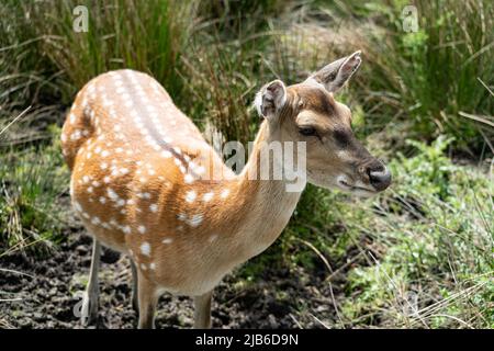 Cerfs repérés debout en alerte dans l'habitat naturel des prairies au parc faunique Banque D'Images