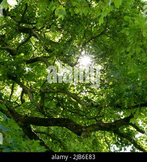 La lumière du soleil filtrant à travers la verdure luxuriante canopée d'arbres par le bas en été Banque D'Images