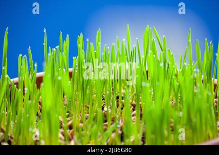 L'herbe verte de chat avec des gouttes de rosée pousse dans un pot de fleur en céramique en macro. OAT herbe plante dans terre cuite pot. Accent sélectif sur les lames individuelles de gras Banque D'Images