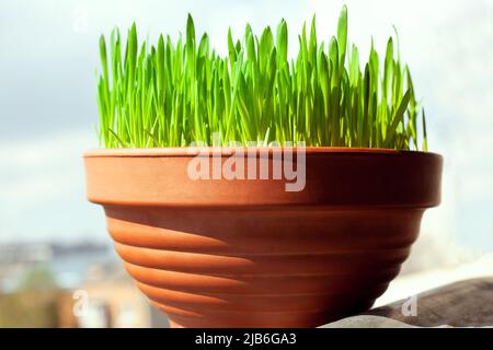 L'herbe verte pousse dans un pot de fleur en céramique. Herbe de chat en pleine croissance sur le balcon de la maison. Faire l'avoine de l'herbe en terre cuite en gros plan. Banque D'Images