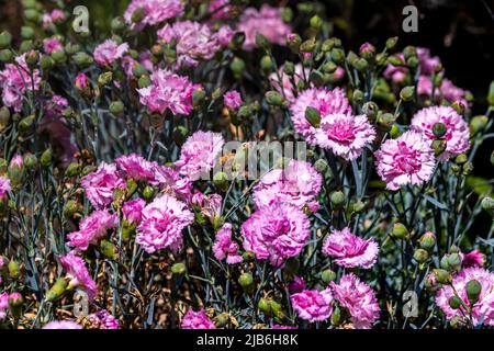 Dianthus plumarius 'Candy Floss' Banque D'Images