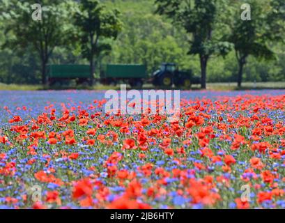 03 juin 2022, Brandebourg, Reitwein: Les pétales du pavot à maïs brillent intensément rouge avec des fleurs de maïs bleues dans un champ de l'Oderbruch. Photo: Patrick Pleul/dpa/ZB Banque D'Images