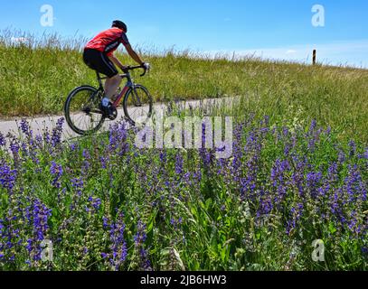 03 juin 2022, Brandebourg, Reitwein: Un cycliste passe la sauge de prairie à fleurs (Salvia pratensis) sur le sentier de l'Oder-Neisse, qui est situé dans l'Oderbruch sur la digue de la frontière germano-polonaise Oder. La piste cyclable Oder-Neisse est une piste cyclable longue distance d'environ 630 kilomètres de long en République tchèque et en Allemagne. Elle suit largement la frontière orientale de l'Allemagne avec la Pologne. La route à vélo Oder-Neisse s'étend vers le sud-nord sur environ 55 kilomètres à travers la République tchèque, en partant de la source de la rivière Neisse et en la suivant jusqu'à l'endroit où la Neisse se jette dans l'Oder R. Banque D'Images