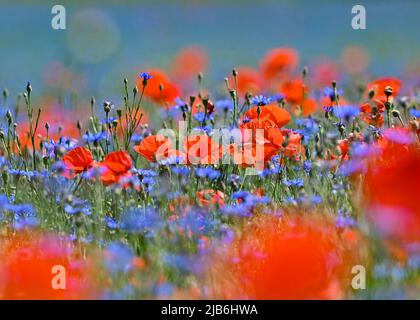 03 juin 2022, Brandebourg, Reitwein: Les pétales du pavot à maïs brillent intensément rouge avec des fleurs de maïs bleues dans un champ de l'Oderbruch. Photo: Patrick Pleul/dpa/ZB Banque D'Images